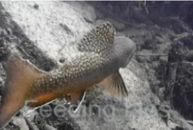 Underwater View Of Brook Trout Biomechanics